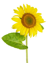 Obraz premium sunflower on white