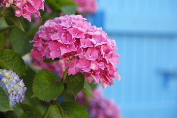 hortensie