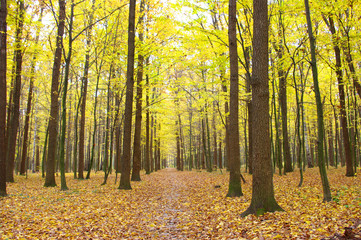 Obraz premium autumn trees