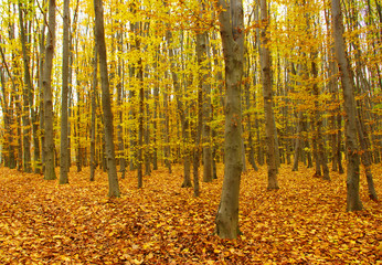 Fototapeta premium autumn forest
