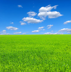 Obraz premium field and clouds