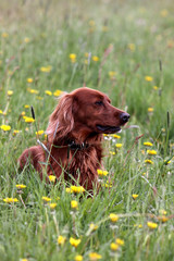 Irish Red Setter