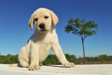 chiot labrador