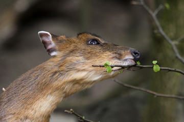 Chinesischer Muntjak (Weibchen)