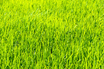 Rice field in Thailand