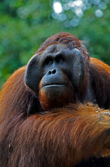 Fototapeta premium Big Orangutan Male