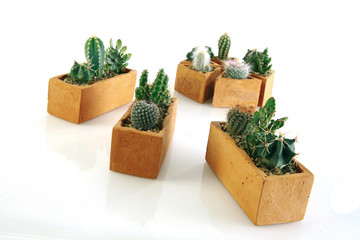 Cactus mini en pot de terre brune