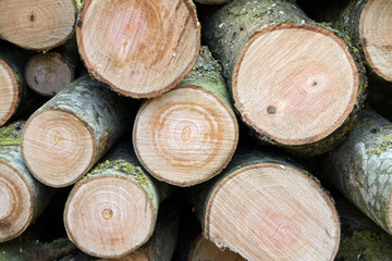 Logs