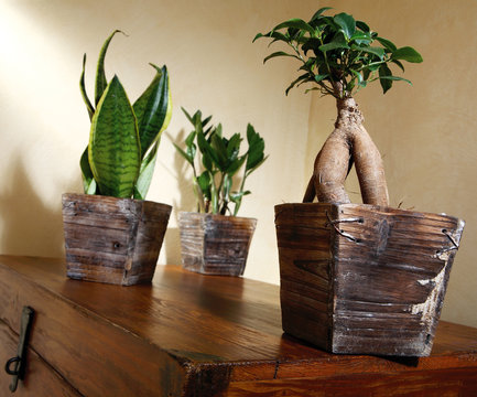 petites plantes vertes dans pot bois