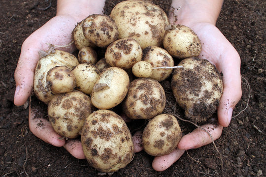 Potatoe Gathering