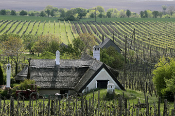 Weinberge und Bauernhaus am Plattensee