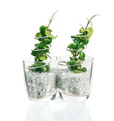 deux plantes vertes en pots de verre décoré