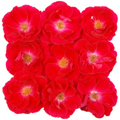nine rose