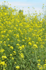 Fototapeta premium Background of meadow with small yellow flowers