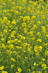 Background of meadow with small yellow flowers