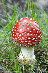Amanita muscaria