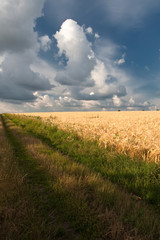 Fototapeta premium wheat field