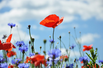 Fototapeta premium Sommerliche Feldblumen