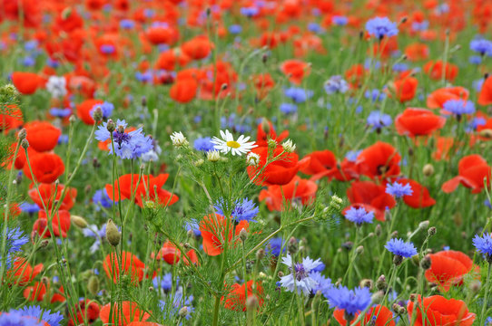 Feldblumen