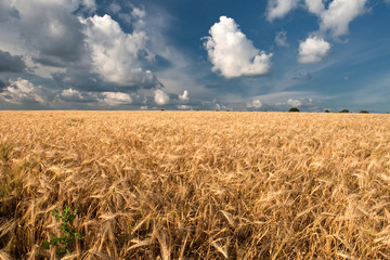 wheat field