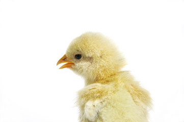 Zwitscherndes Hühnerküken