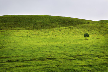 Rolling Green Field, Big Island Hawaii