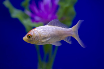 Naklejka premium White goldfish with a blue background