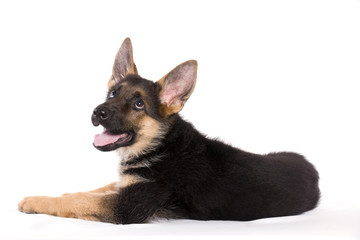 chiot berger allemand couché