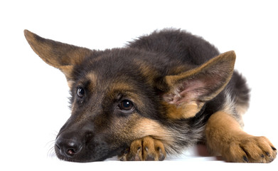 chiot berger allemand