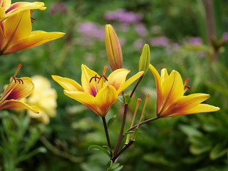 Close up of  few beautiful,vibrant,yellow flowers