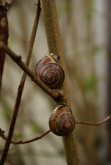 Ślimaki © dollores