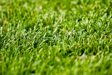 Growing grass