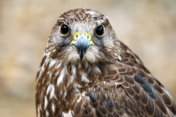 Hybridfalke, Greifvogel