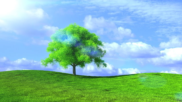 Beautiful tree in the field background