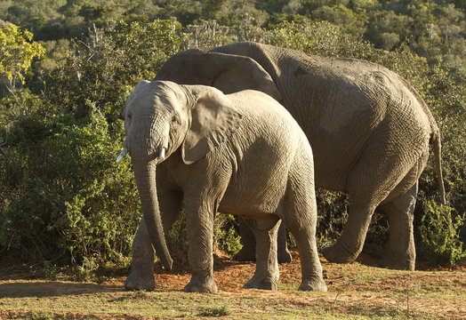 elephants and thorn trees