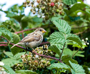 House Sparrow