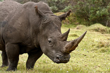 Obraz premium Rinoceros male profile