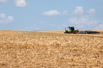 Obraz premium cornfield