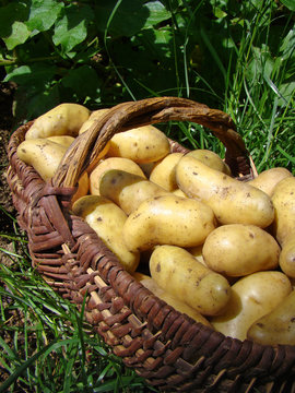 Pommes de terre-6647