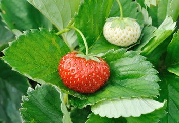 Strawberries