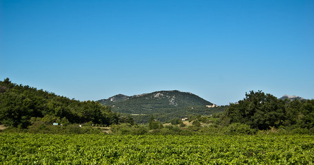 Vignes provençales dans la région du Vaucluse en France