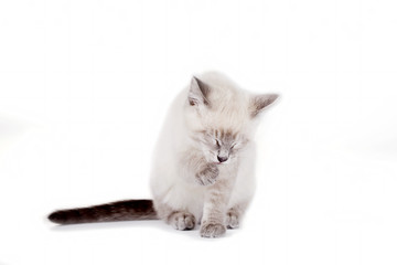 Beautiful blue eye Siamese kitten, isolated on white