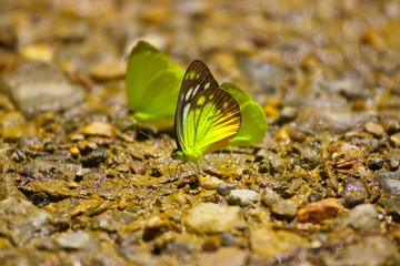 Colorful butterfly