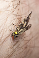 Twin-lobed deerfly (Chrysops relictus) opening up a wound.
