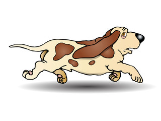 hound Dog running