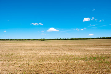 mowed wheat field