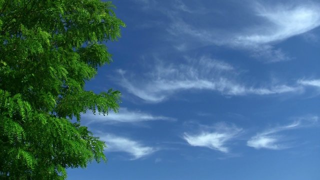 Branch of acacia on the background of blue sky