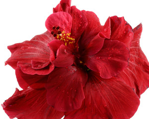 hibiscus rouge, fond blanc