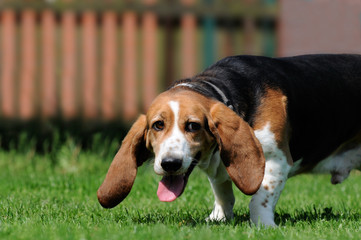 Beagle