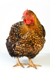 Single Black and Yellow Chicken